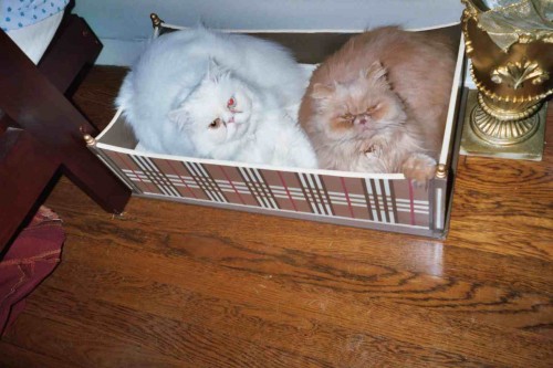 cats in burberry bed copy