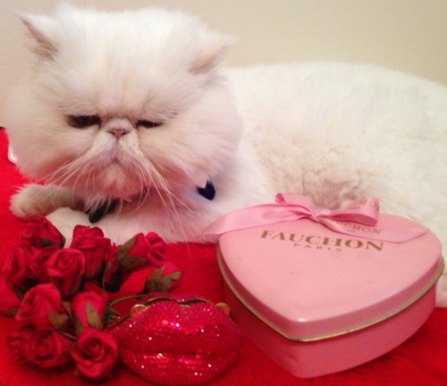 Roses, Fauchon and Mr. Miggins- what else would a girl want?