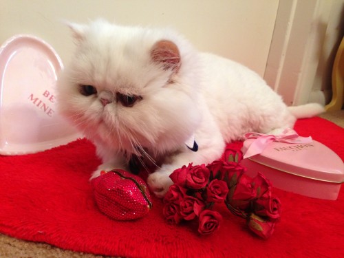 All I want for Valentine's is my fur!