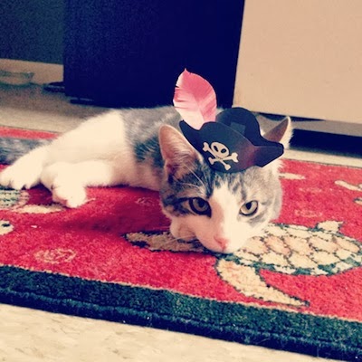 tiny-cat-hat-11