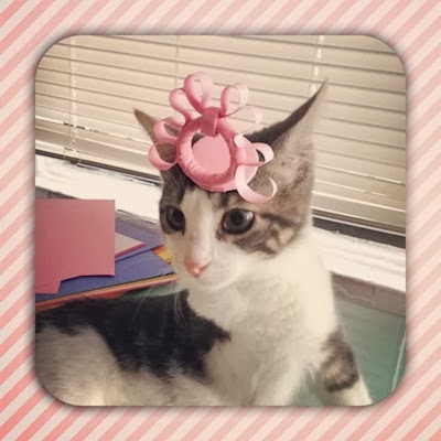 tiny-cat-hat-8