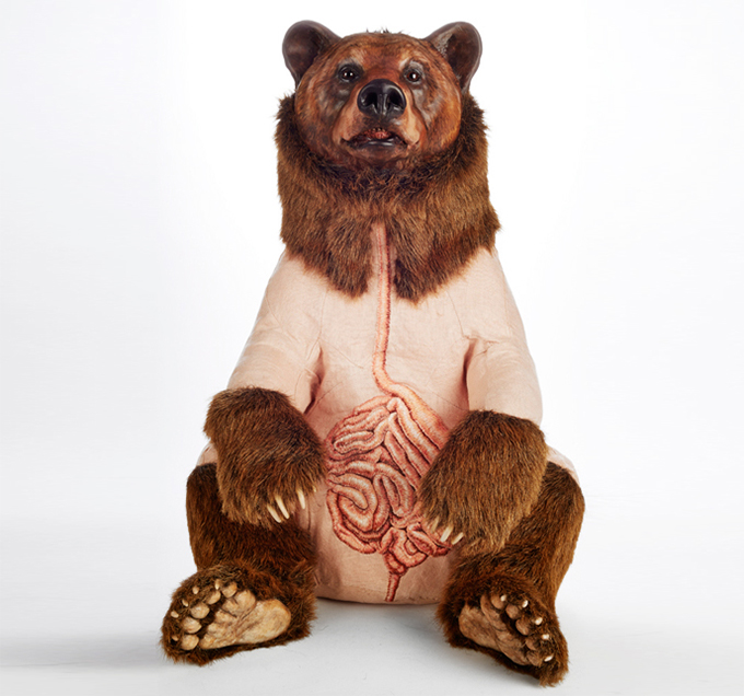 Deborah-Simon--s-Incredibly-anatomy-of-bears-2