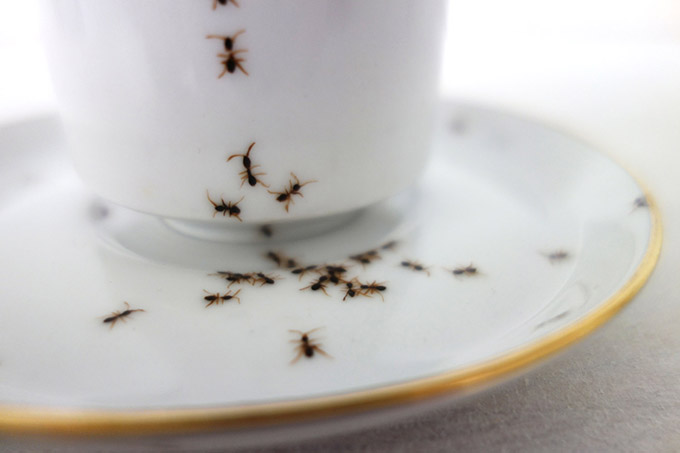 HandPainted-Ants-Crawling-on-Vintage-Porcelain-2