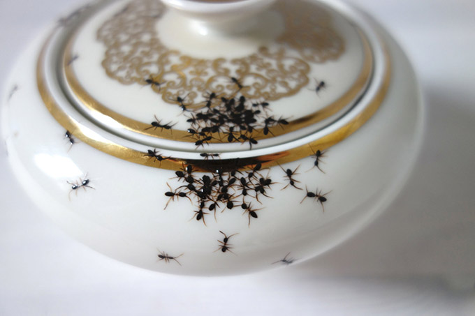 HandPainted-Ants-Crawling-on-Vintage-Porcelain_1